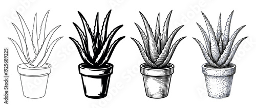 Four aloe vera plant illustrations in pots showcasing various artistic techniques like line art, bold graphic, vintage engraving, and stippling dotwork