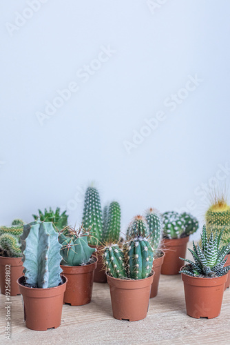 Collection of potted cacti arranged on wooden surface displayed indoors near a light wall