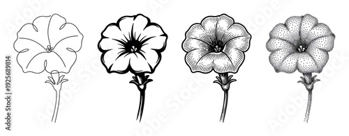 Set of four petunia flower illustrations showing different artistic techniques like minimalist one line drawing, bold silhouette, vintage engraving, and stippling