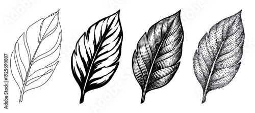 Four black and white leaf illustrations showcasing different artistic techniques like continuous line art, hatching, stippling, and bold graphic design