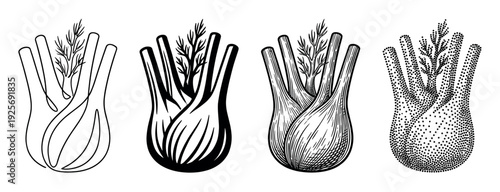 Four fennel bulb illustrations in different styles including line art, silhouette, engraving, and stippling, showing a collection of artistic techniques for a fresh vegetable