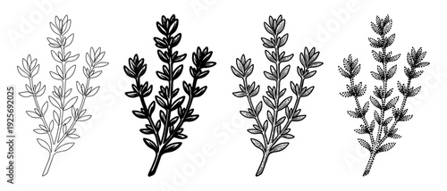 Four black and white thyme sprig illustrations showing different artistic styles including simple line art, a solid silhouette, detailed engraving, and a stippled dotwork design