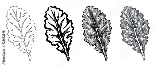 Four black and white lettuce leaf illustrations showcasing a variety of graphic styles from simple line art and brush ink to detailed vintage engraving and stippling
