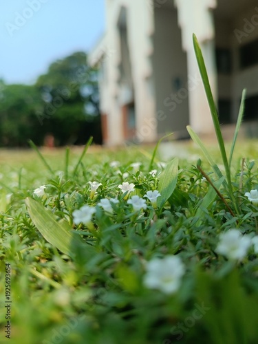 A serene landscape of white flowers and green grass in front of a building