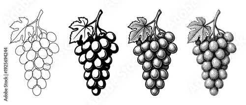 Four black and white grape bunch illustrations showing a progression of artistic styles from simple line art to detailed engraving, hatching, and stippling