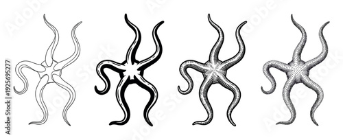 Set of four brittle star illustrations showing different artistic techniques including line art, silhouette, engraving, and stippling for a scientific or educational concept