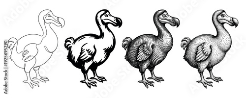 Collection of four extinct dodo bird illustrations rendered in diverse artistic styles including continuous line art, silhouette, engraving, and stippling
