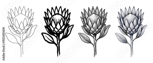 Collection of king protea flower drawings in four distinct black ink styles: minimalist one-line, bold brushwork, detailed vintage engraving, and modern stippling art