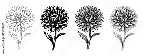 Four black and white chrysanthemum flower illustrations in various artistic styles showing a progression from simple line art to detailed engraving and stippling dotwork
