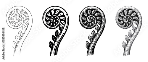 Four black and white fern fiddlehead illustrations showing different artistic techniques from simple line art and silhouette to detailed engraving and stippling styles in a row