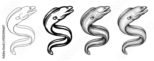Moray eel fish illustration set showing four different black and white drawing styles: simple outline, bold graphic, vintage engraving, and modern dotwork art