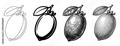 Set of four lemon fruit illustrations showing different artistic techniques from simple line art and icon to detailed vintage engraving and stippling dotwork