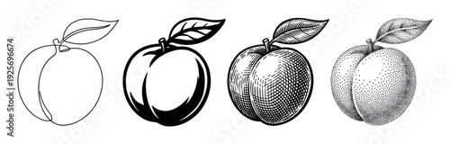 Four black and white peach illustrations showing a progression of artistic styles from simple one-line art to detailed engraving, stippling, and a bold graphic icon