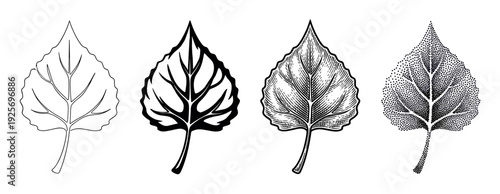 Set of four poplar leaf illustrations showcasing different artistic techniques including line art, silhouette, vintage engraving, and modern stippling