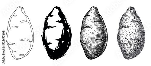 Four sweet potato illustrations in different artistic styles including continuous line art, bold silhouette, classic engraving, and stippling for a graphic design concept