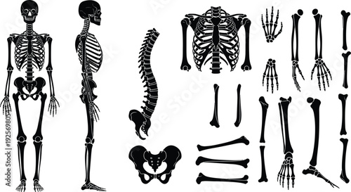 Human skeleton silhouette collection isolated on white background, anatomical bones structure, medical illustration, skull spine ribcage limbs, education science design resource set