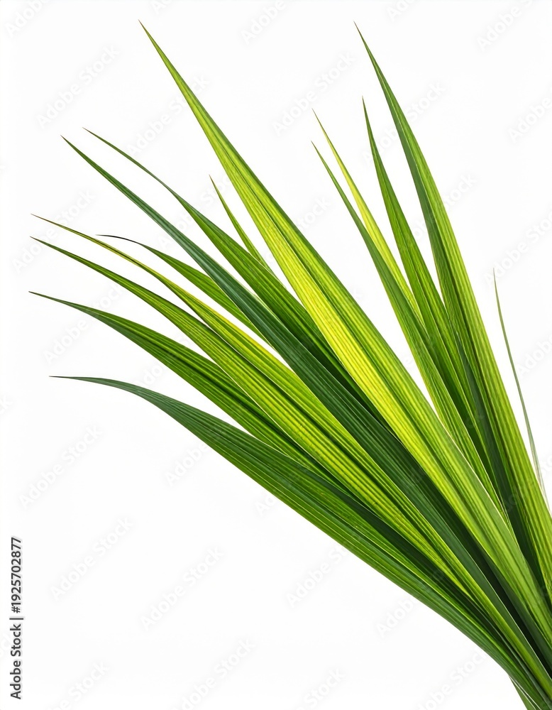 Fototapeta premium Fresh Green Grass Blades with Sunlight on White Background