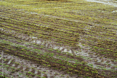 Soil With Seedlings. Detailed Soil Surface Revealing Germination And Wetness Conditions