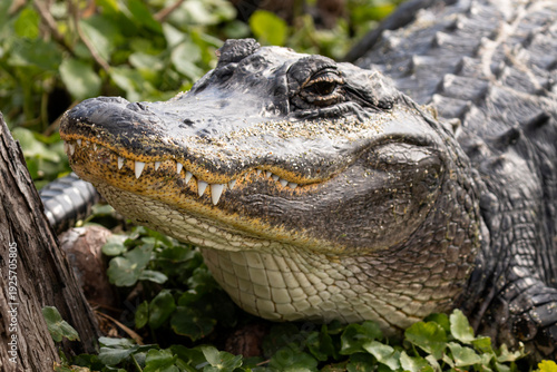 Фотография Close-up portrait of American alligator resting on wetland vegetation