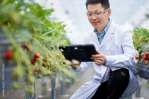 Schilderij op canvas Scientist collecting data on strawberry cultivation in a greenhouse using a tabl