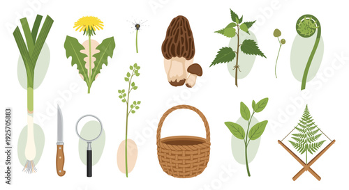 Isolated set of foraging icons featuring edible wild plants like morel mushrooms, dandelions, nettles, and leeks alongside tools such as a basket, knife, and magnifying glass.