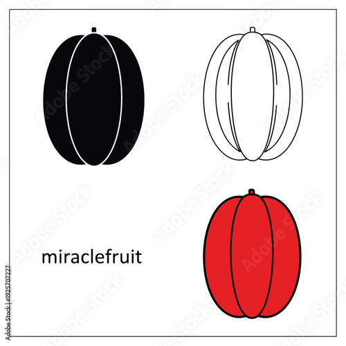 Miracle fruit, healthy food, still life, sketch and silhouette icons