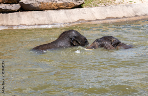 Photography Two Asian Elephants (Elephas maximus)