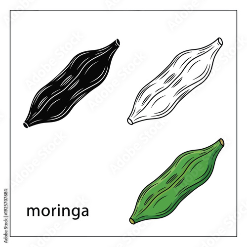 Moringa vegetable pod graphic icons with linear and colored illustration versions