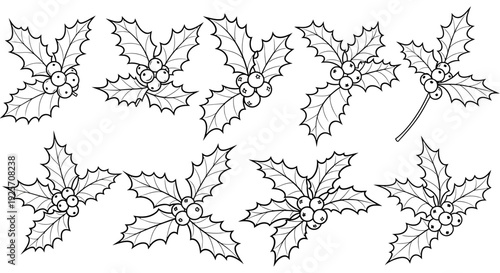 Black and white illustration of several holly branches with berries