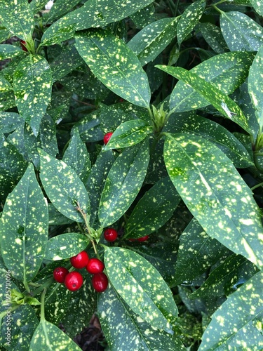Canvastavla Japanese Laural Aucuba japonica 'Variegata'