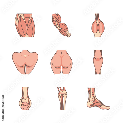 Flat Vector Icons for Lower Muscular System and Leg Anatomy Education