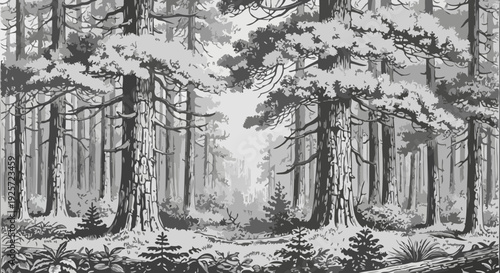 Ancient Redwood Forest With Tall Trees and Lush Undergrowth.