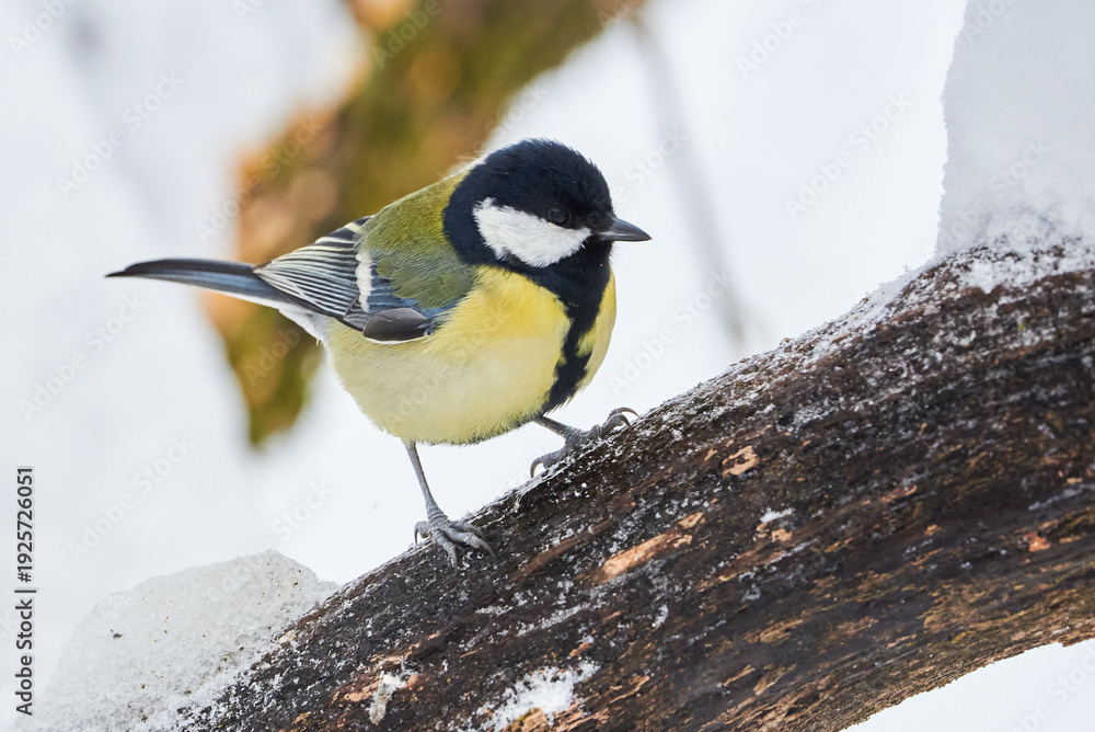 Obraz premium Great tit bird closeup in winter season ( Parus major ) 