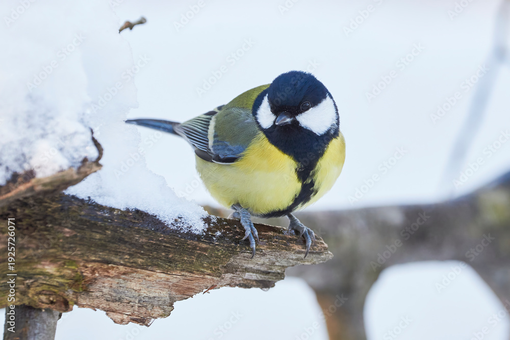 Naklejka premium Great tit bird closeup in winter season ( Parus major ) 