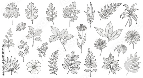 Elegant Vector Set of Diverse Hand-Sketched Leaves and Wildflower Botanical Illustrations Collection