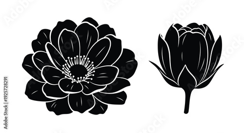 Two black lotus flower designs a striking botanical silhouette