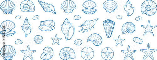Collection of various ocean shells and starfish in blue line art on white background for coastal designs
