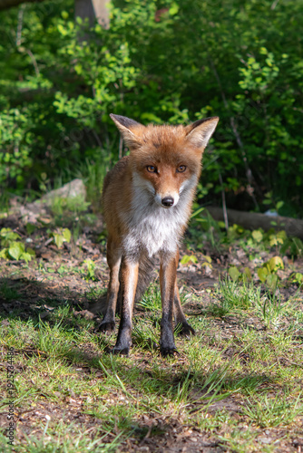 red fox