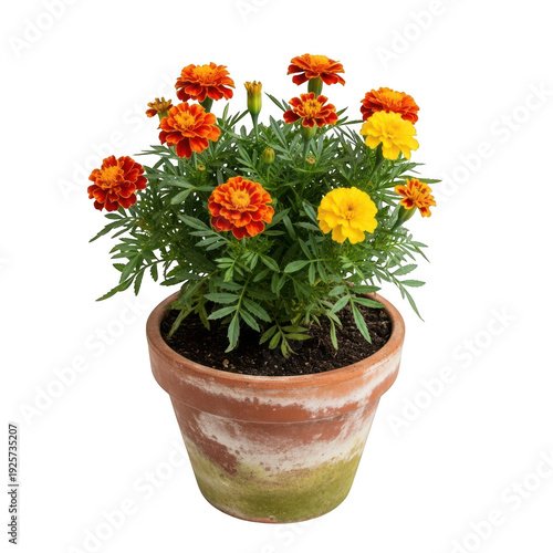 A vibrant potted flower arrangement featuring orange and yellow blooms against a plain background