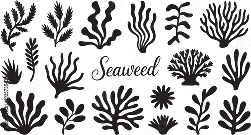 Black and white of various seaweed shapes and patterns