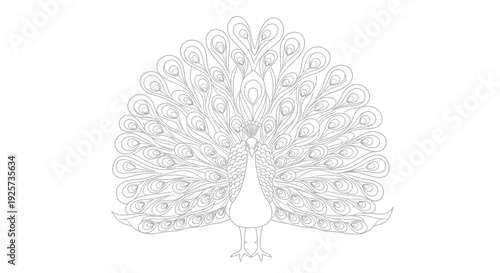 Elegant black and white outline drawing of a proud male peacock displaying his elaborate fan tail feathers ready for coloring activities in a detailed illustration.