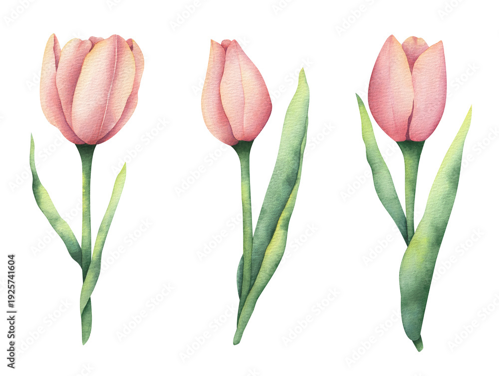 Obraz premium Set of illustrations of watercolor tulips