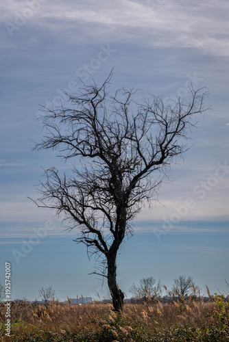 Wallpaper Mural tree on the beach Torontodigital.ca