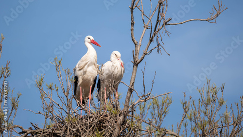 stork in the nest