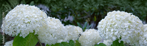 White Annabelle hydrangea flowers in a German garden.