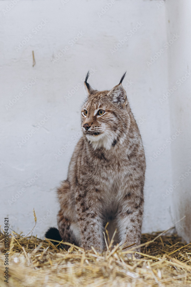 Fototapeta premium Lynx on hay not in natural conditions