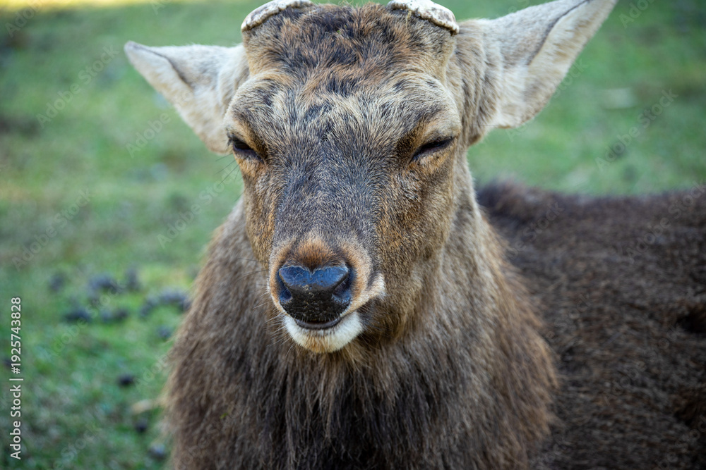 Fototapeta premium Close-up portrait of a young deer with squinted eyes and no horns in Natural Wildlife Habitat