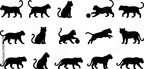 Black tiger silhouette set with wild cat animals walking jumping and sitting poses isolated on white background for safari wildlife graphic design icons