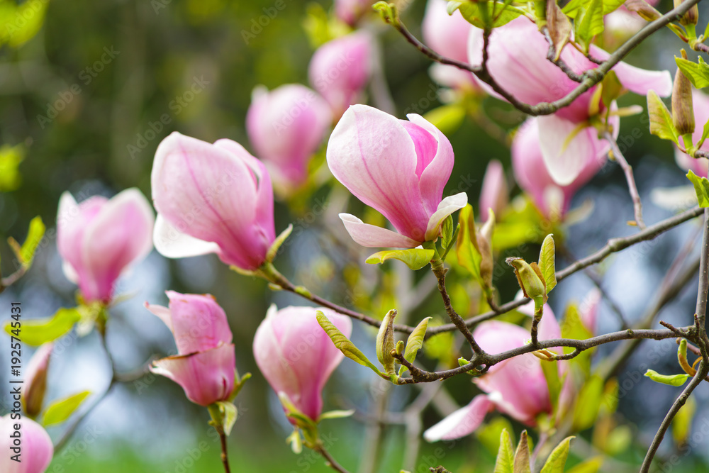 Fototapeta premium Pink magnolia flowers blooming on tree branches in spring. Elegant blossoms with fresh green leaves against a soft natural background