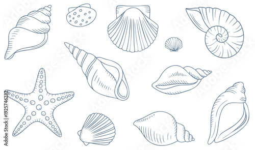 Coastal seashell and starfish outline set with minimal sketch detail. Hand drawn seashell collection in clean line art style.